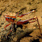 Cave cricket