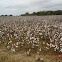 Cotton 