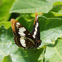 Lorquin's Admiral
