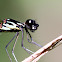 Common Blue Jewel, 三斑鼻蟌, female