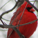 Northern Cardinal