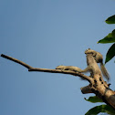 Indian Squirrel