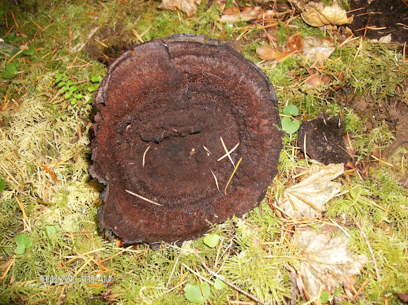 Spotting Image 1
