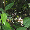 Crab eating raccoon