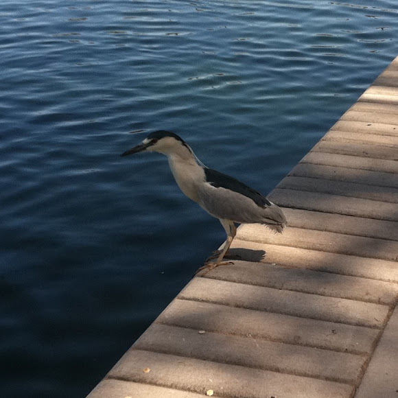 Spotting Image 1