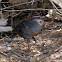 Buff-banded Rail