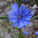 Common Chicory