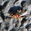Soldier beetle