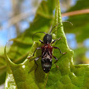 Long-horned Beetle