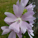 Moschus-Malve, Musk-mallow