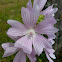 Moschus-Malve, Musk-mallow