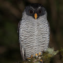 Black-and-white Owl