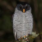 Black-and-white Owl