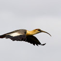 Buff-necked Ibis