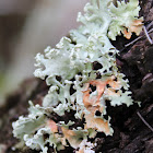 Lichen
