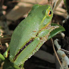 Dainty Tree Frog