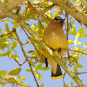 cedar waxwing