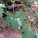 Rocky Mountain Maple