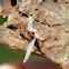 Spiny-waisted Ant