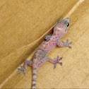 House Gecko