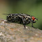 Fly