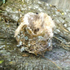 Hummingbird Nest