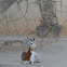 Dama gazelle