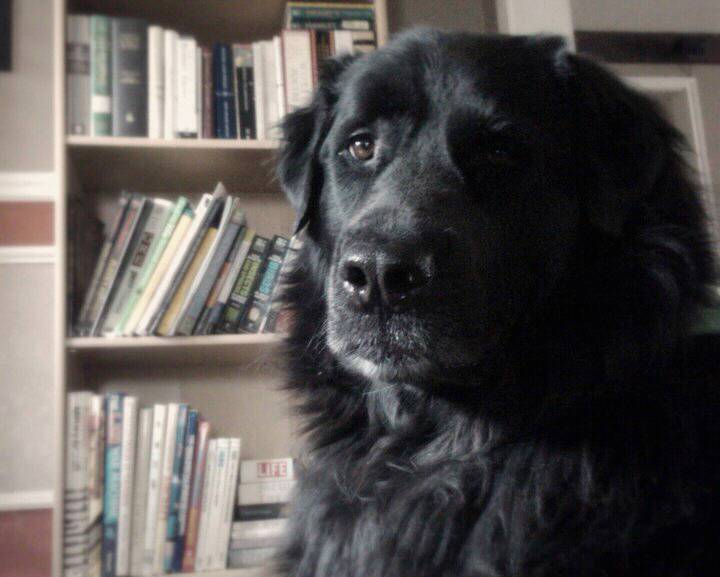 Canine