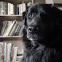 Canine