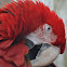 Red-and-green Macaw
