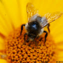 Bumblebee