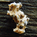 ? Cannonball Fungus
