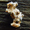 ? Cannonball Fungus