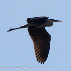 Grey Heron; Garza Real