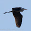 Grey Heron; Garza Real