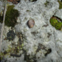 Rock
