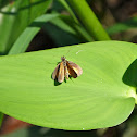 Least skipper butterfly