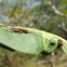 Bush cricket