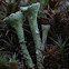 Trumpet Lichen