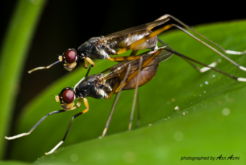 Stilt-legged fly