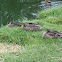 Mallard Duck