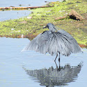 Black Heron