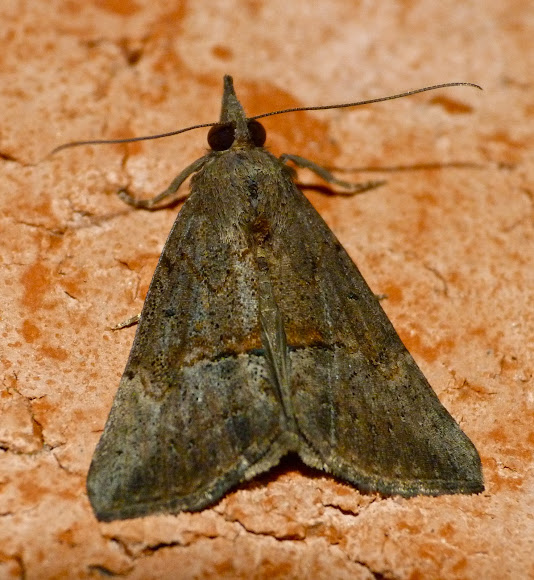 Spotting Image 1