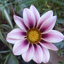 Gazania