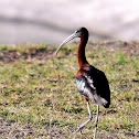 Glossy Ibis