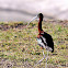 Glossy Ibis