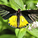 Golden Birdwing