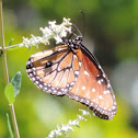 Queen butterfly