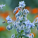 borage or starflower