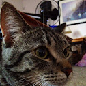 Domestic Cat